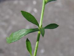 stalk and leaf